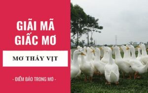 Mơ Thấy Bắt Vịt Đánh Đề Số Mấy - Cùng K8 Đánh Trúng Lớn