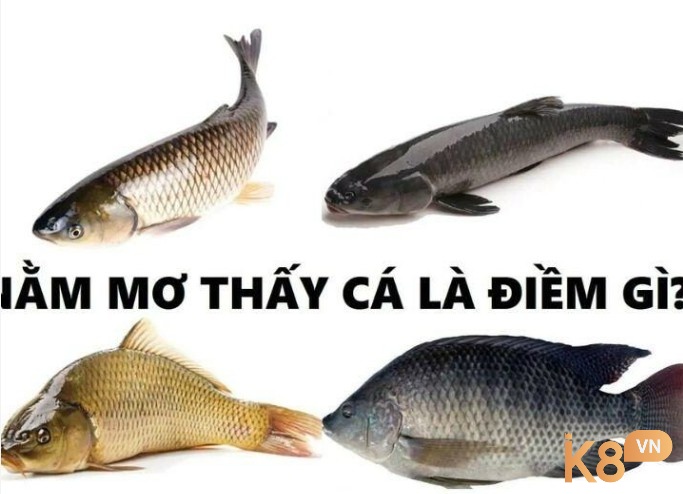 Chiêm bao thấy bắt cá lóc mang theo điềm báo gì?