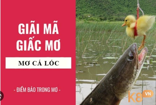 Chiêm bao thấy bắt cá lóc là điềm báo gì?