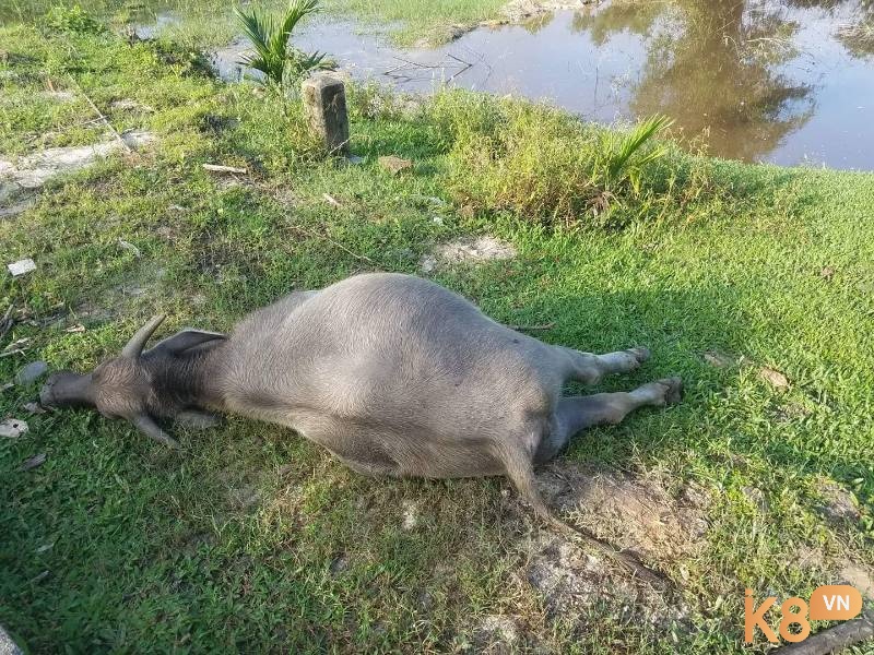  Mộng thấy trâu chết đuối là một dấu hiệu về những trở ngại, khó khăn sắp tới