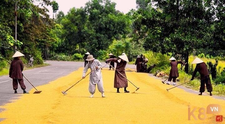 Mơ thấy phơi lúa chín báo hiệu bạn sắp gặt hái được thành quả