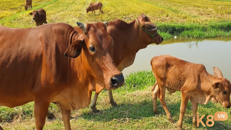 Mộng thấy đàn bò báo hiệu sự đổ vỡ trong mối quan hệ tình cảm hoặc đồng nghiệp