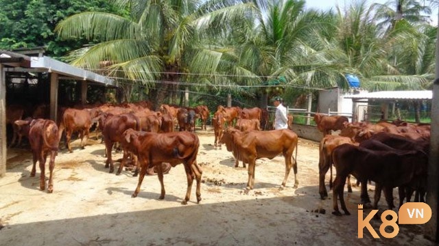 Mơ thấy đàn bò cái báo hiệu sự khỏe mạnh và thuận lợi trong việc kinh doanh