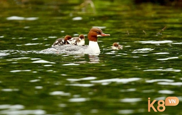 Giải đáp giấc mộng thấy đàn vịt con đánh số gì thì chúng trong hồ nước